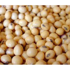 Natural Soybean Seeds