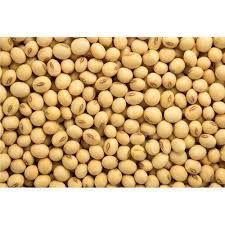 Organic Soybean Seeds