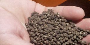 Artocarpus Heterophyllus