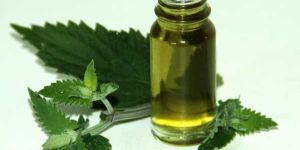 Catnip Essential Oil