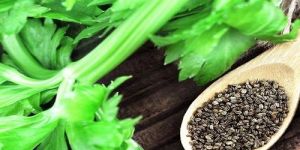 Celery Seed Essential Oil