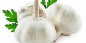 Garlic
