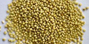 Browntop Millet Rice