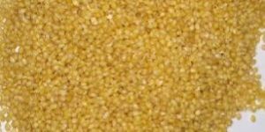 Foxtail Millet