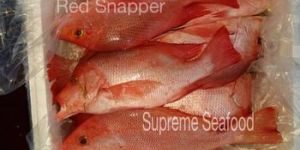Red Snapper Fish