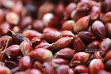 Piper Sudan Grass Seeds