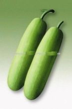 Bottle Gourd Seeds