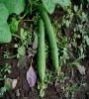 Sponge Gourd