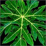 Papaya Leaf
