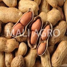 Ground Nut