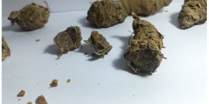 Black Turmeric Finger