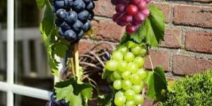 Grape Vines Plant