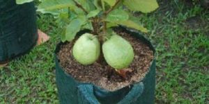 Guava Vnr Plant