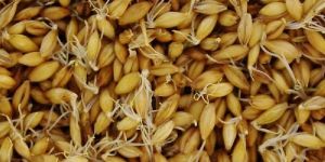 Barley Seeds