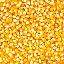 Yellow Corn