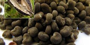 Ambrette Seed Oil