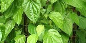 Betel Leaf Oil