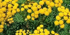 Blue Tansy Oil