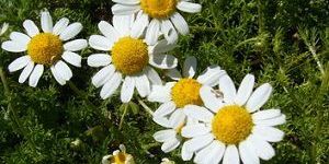 Chamomile Oil