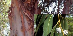 Eucalyptus Oil
