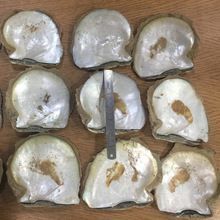 Raw Mother of Pearl Shells