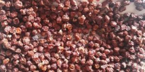 Gloriosa Superba Seeds