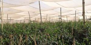 Seed Cages