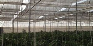 Thermal Nets