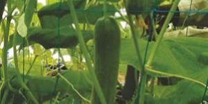 Tuflex Corp Support Nets