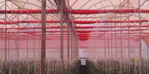 Tuflex Crop Training Strings