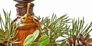 Pine Needle Oil