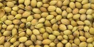 Coriander Seed
