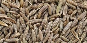 Cumin Seed