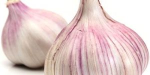 Garlic