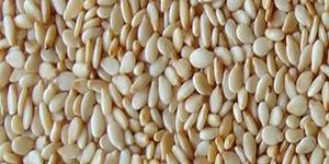 Sesame Seeds