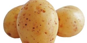 Potato