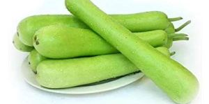 Fresh Bottle Gourd