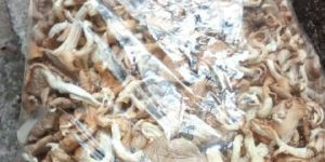 Dried Oyster Mushroom