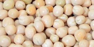 White Chickpeas