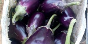 Brinjal