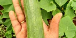 European Cucumber