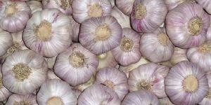 Garlic