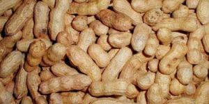 Groundnut