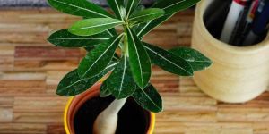 Adenium Plant