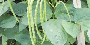 Cowpea Seeds