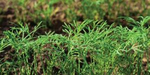 Dill Leaves Seeds