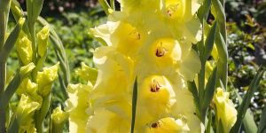 Gladiolus Bulbs