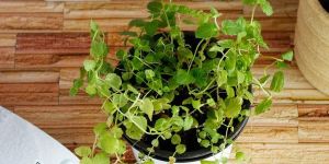 Mint Plant