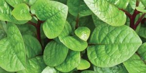 Spinach Seeds