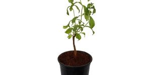 Stevia Plant